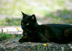 Schwarze Katze in las Tricias